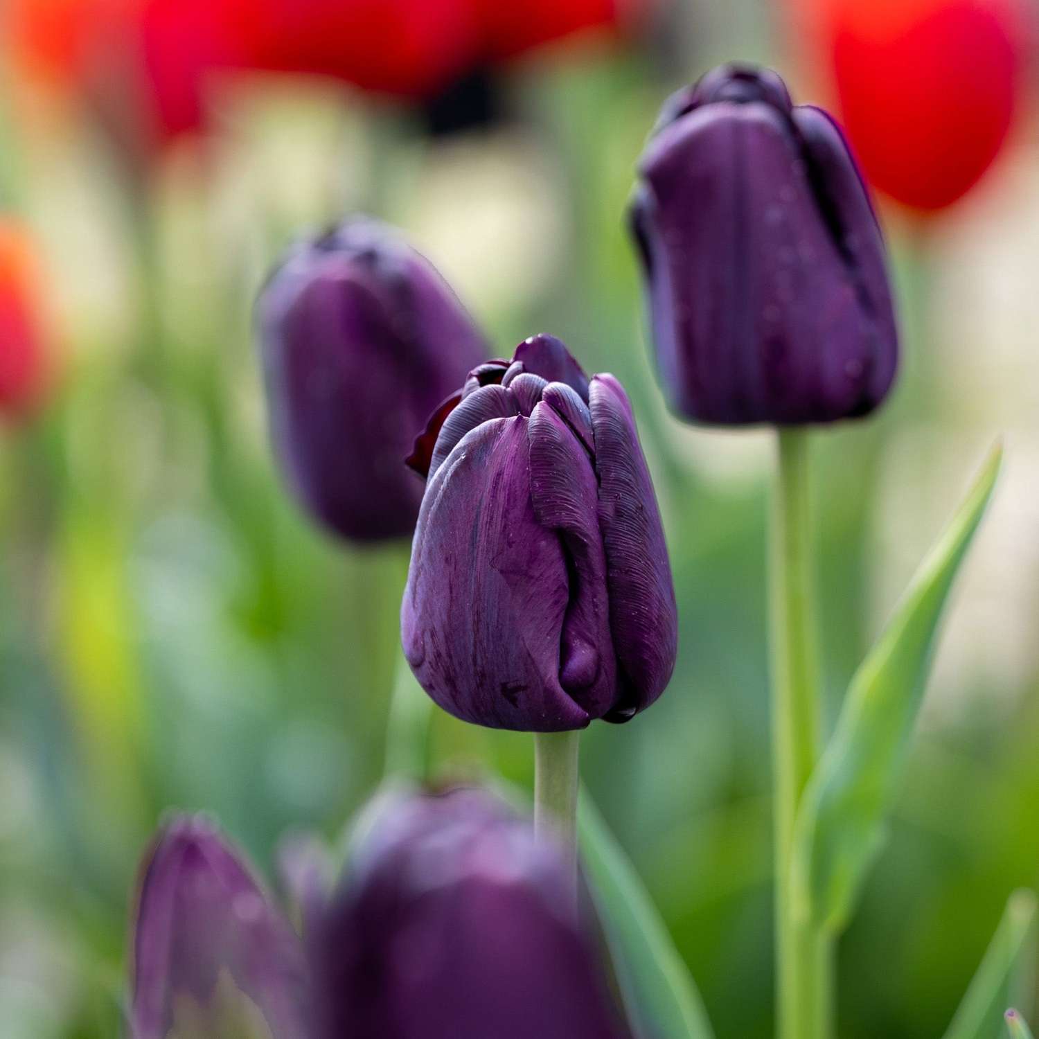 Tulppaani 'Paul Scherer'